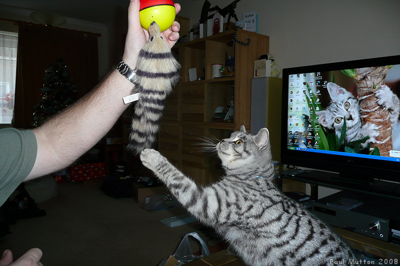 P1010911 Cat playing with toy